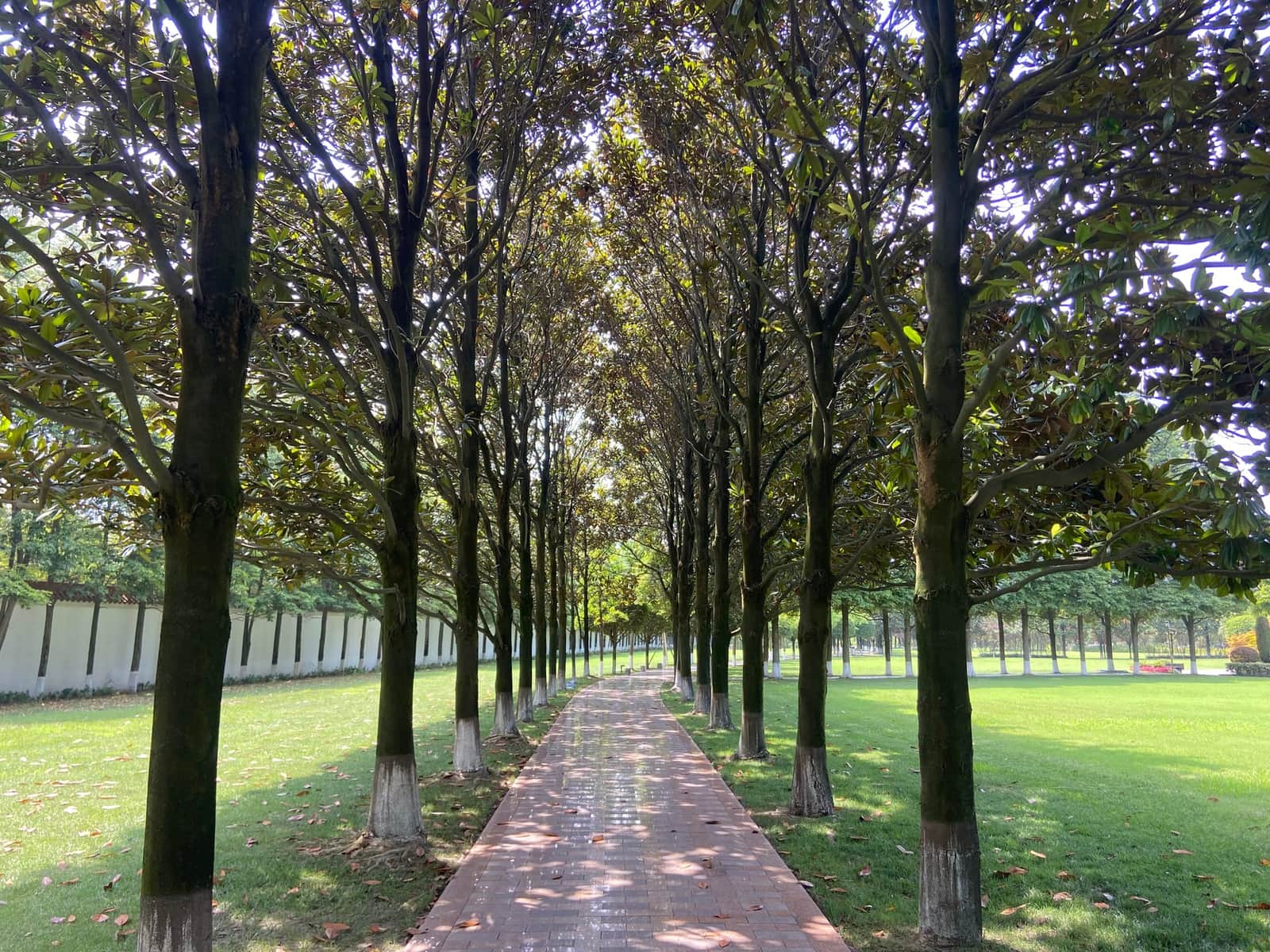 成都园区林荫大道实景